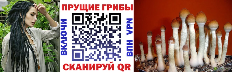 darknet официальный сайт  Ахтубинск  Галлюциногенные грибы прущие грибы 