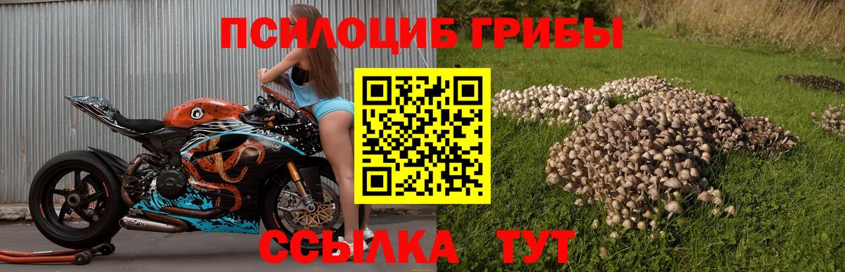 Галлюциногенные грибы мицелий  Псилоцибиновые грибы прущие грибы  Ахтубинск  где можно купить   Вход с VPN 